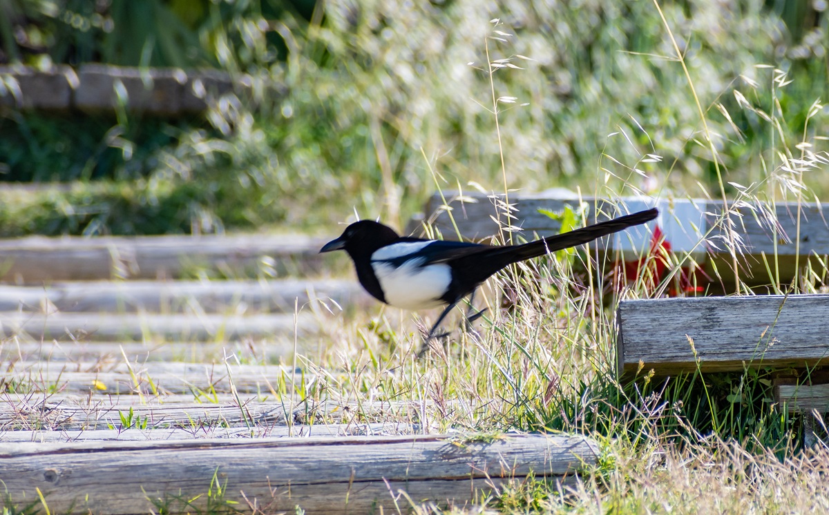 Parque Forestal de Valdebernardo