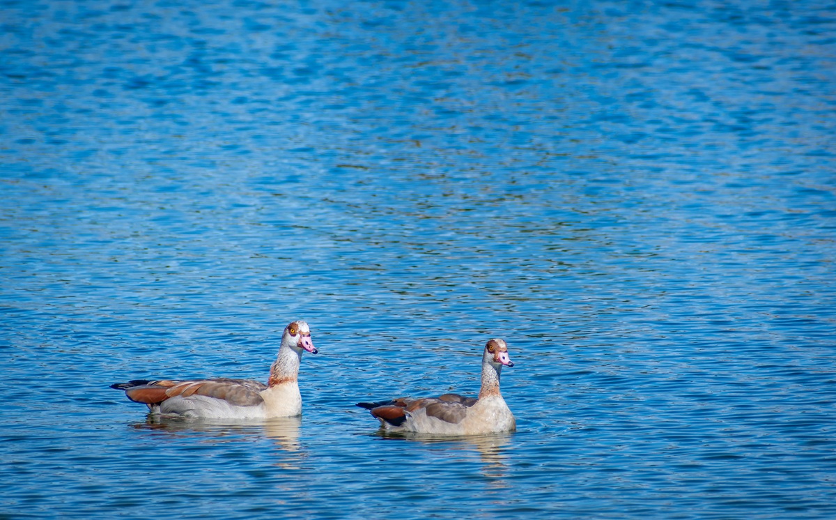 Parque Forestal de Valdebernardo