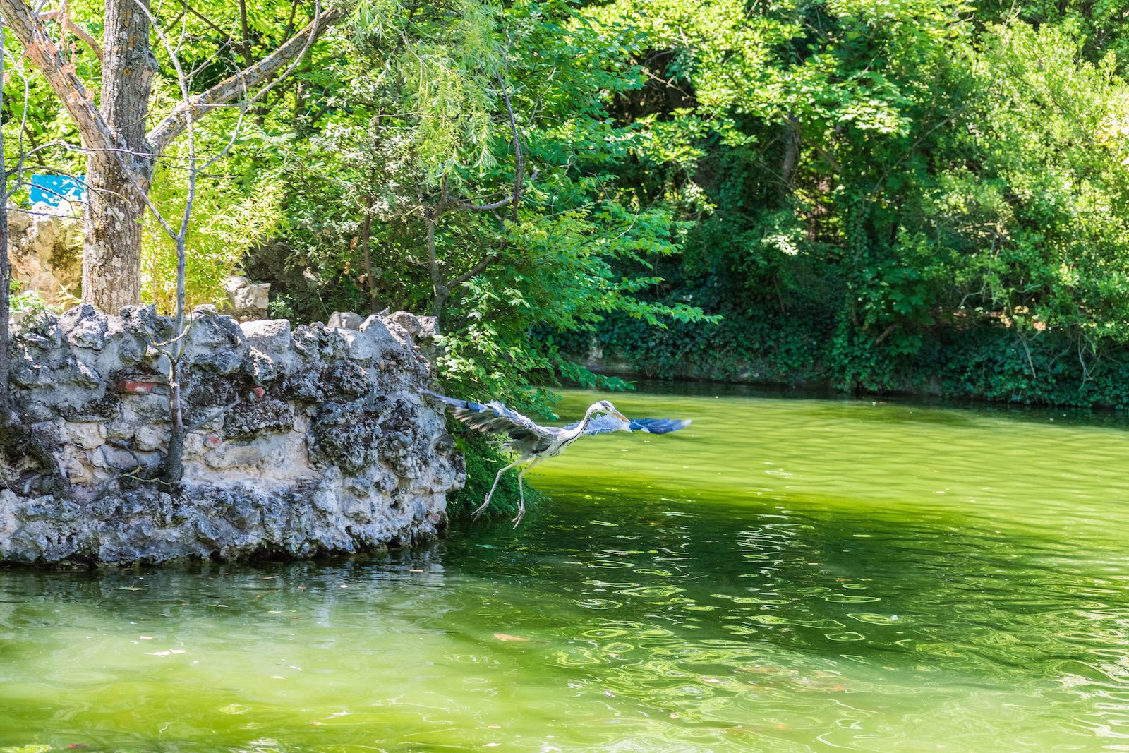 Vista del lago en el corazón del parque Campo Grande